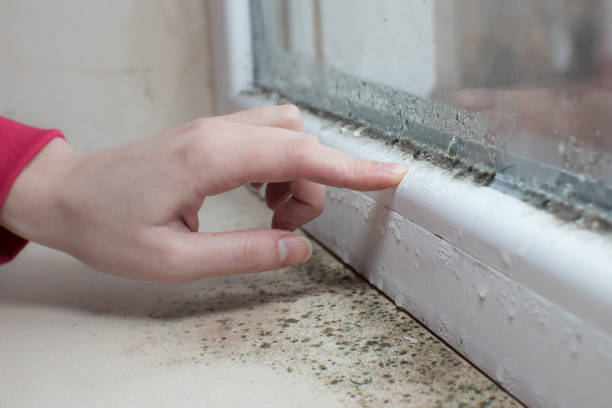 Best Post-Remediation Verification Testing  in Cameron, TX